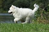 SAMOYEDE 085